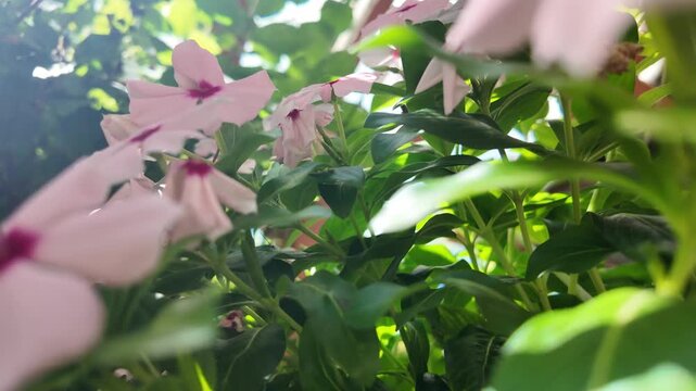 Close-up view of delicate pink Madagascar periwinkle flowers surrounded by lush green foliage in natural sunlight.