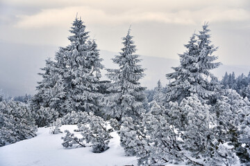 coniferous tree covered with snow on a mountainside in winter in the Karkonosze mountains © GKor