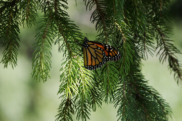 Monarch Butterfly Perched on Evergreen Tree Branch © Kevin