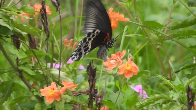 Beautiful Budha Mayuri Butterfly wings and flaying .