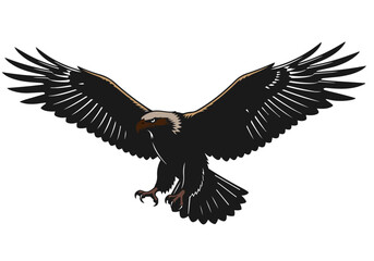 Fototapeta premium Eagle soaring with spread wings vector illustration
