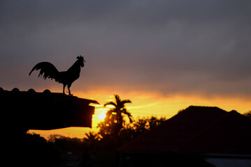 Landscape sunrise with silhouette of plam tree and rooster standing on roof house © Amphawan
