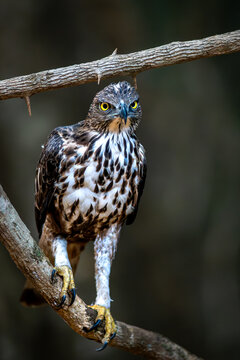 Powerful Crested hawk-eagle raptor watches from a tree limb