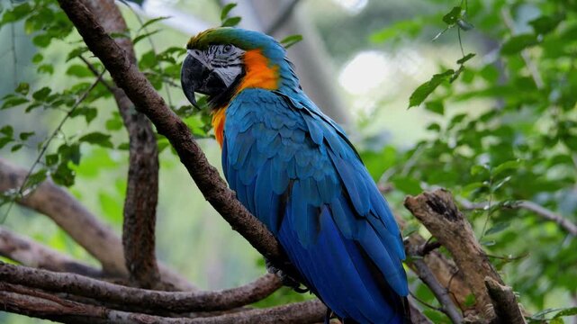 blue and yellow macaw