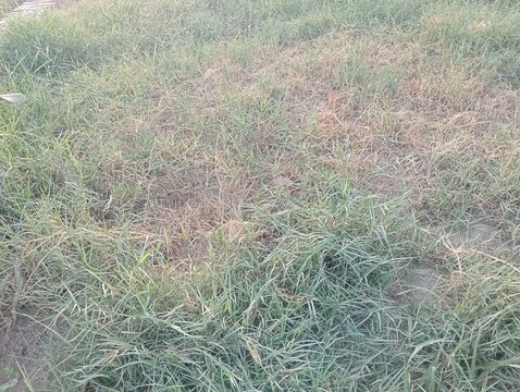 Dry patch on green lawn. Dead brown grass spots in backyard turf. Damaged garden field texture showing signs of heat stress, drought, disease, or poor soil irrigation and maintenance.