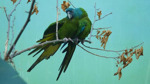 blue headed macaw pair