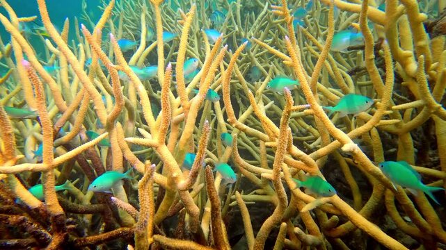 Blue green tropical fish are swimming among the intricate branches of yellow brown coral on the vibrant Rainbow Reef in Fiji islands, showcasing rich marine life