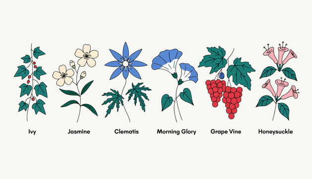 Botanical Illustration Set: Ivy, Jasmine, Clematis, Morning Glory, Grape Vine, Honeysuckle with Labels