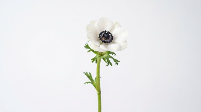 White anemone flower with green stem isolated on pure white studio background for clean design use