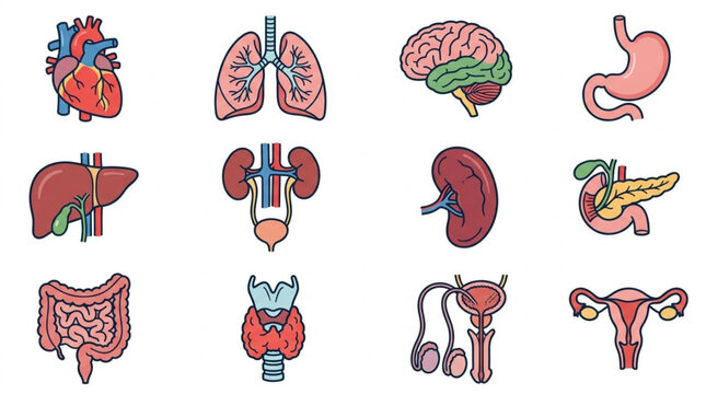 Colorful illustrated human organ collection set.