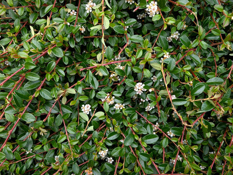 Bearberry Cotoneaster (Cotoneaster dammeri) Foliage and White Blossoms