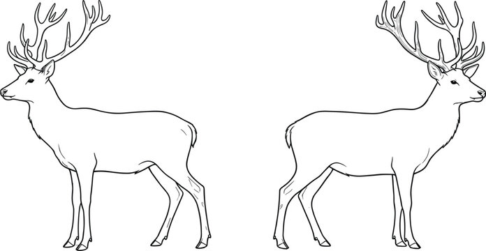 Majestic male deer stag line drawings standing facing opposite directions showing detailed antlers vector illustration