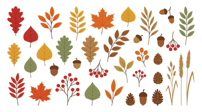 Autumn Botanical Collection Featuring Assorted Colorful Fall Foliage Leaves Pinecones Acorns and Rustic Seasonal Flora Elements Isolated on White