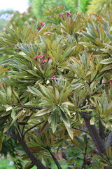 Obraz premium Green Shrub Foliage with Small Purple Flower Buds