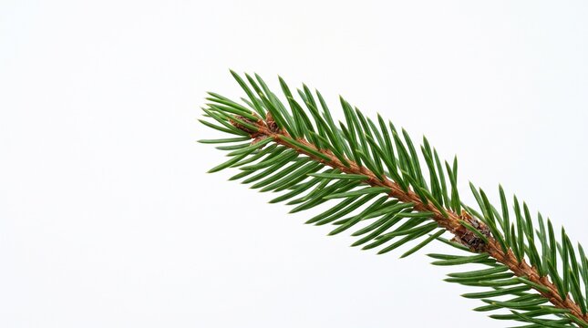 Pine Needle Close-Up: A detailed macro shot of a vibrant green pine needle sprig, showcasing its sharp, pointed leaves and textured stem against a clean backdrop.