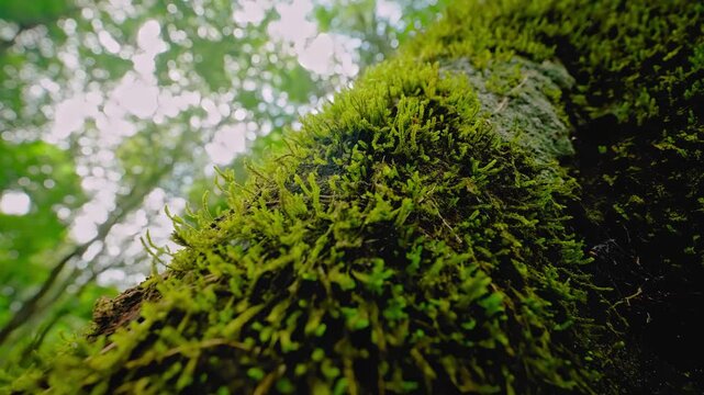 Macro shot Green moss cover textured tree bark in lush green forest under soft daylight