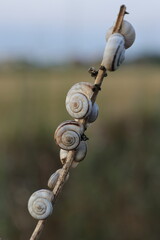 Land snails estivating clustered on a dry plant stem in a summer field at dusk © Ionel