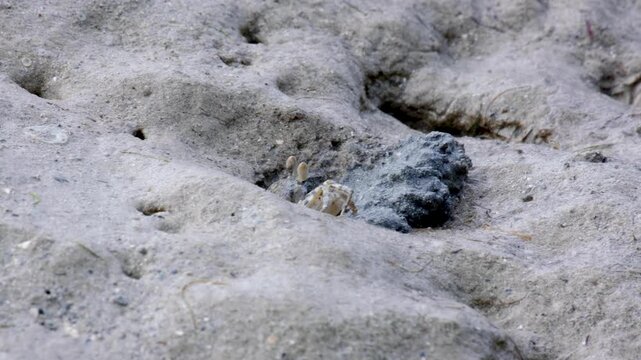 Ghost crab with eyes on top of head sitting in hole on sandy beach on tropical island in Fiji