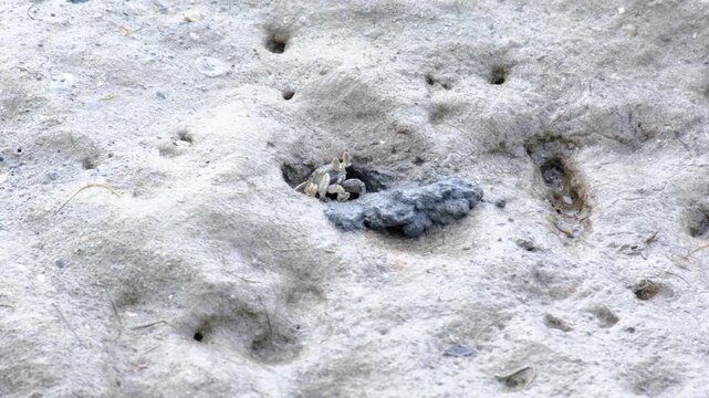 Ghost crab sitting in freshly dug out hole on sandy beach in Fiji, South Pacific