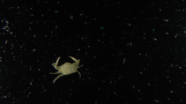 A pelagic swimming crab (Portunidae sp.) with a storm of plankton, swimming in the open ocean in blackwater. Filmed in Anilao, Philippines.