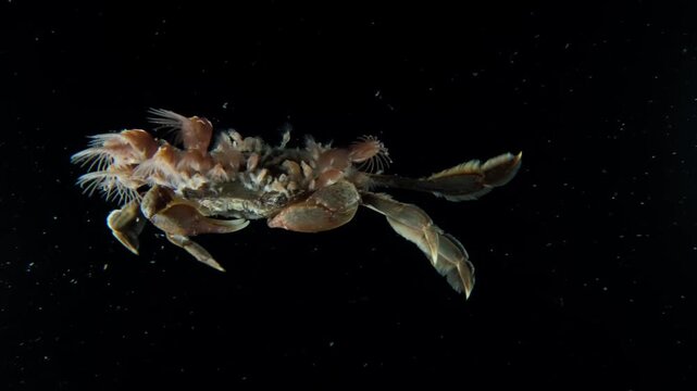 A pelagic swimming crab (Portunidae sp.) covered in Gooseneck barnacles (Lepadidae sp.) swimming in the open ocean in blackwater. Filmed in Anilao, Philippines.