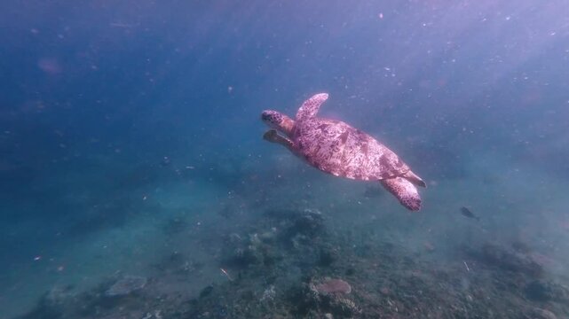 Dolly forward to a green sea turtle (Chelonia mydas) hovering gracefully in deep blue hazy water bathed in filtered sunlight showng the glittering planktons. Dauin, Philippines