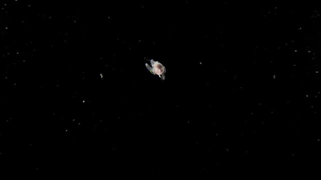 A larval stage crab, (Zoea, megalopa), displaying claws while swimming in the open ocean in blackwater . Filmed in Anilao, Philippines.