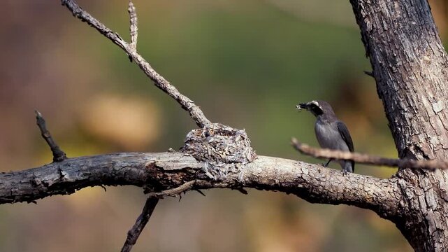 A Woodshrike bird flies into the nest as the roosting bird flies away. The first bird is seen feeding the chicks in the nest.