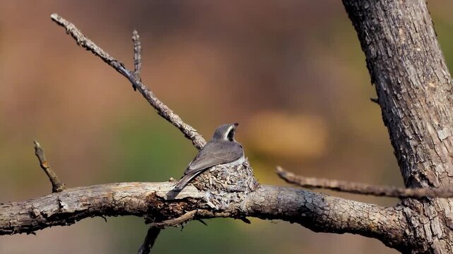 A Woodshrike bird is seen roosting in its nest. The bird settles down for a long day of roosting with its chicks.