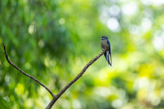 Whiskered Treeswift 