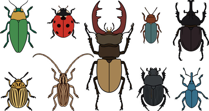 Beetle insect specimen collection with stag beetle and ladybug flat vector set