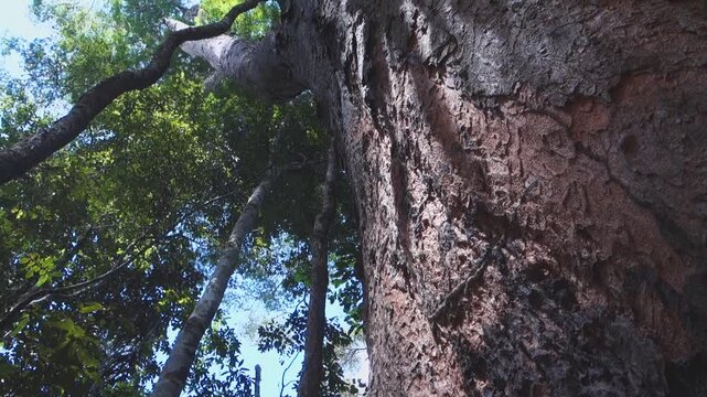Brazil nut tree at Amazon rainforest, low angle pan shot