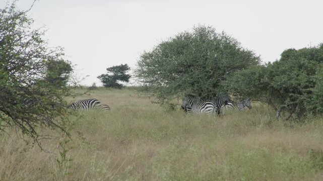 Zebras in the Wild in Kenya 3