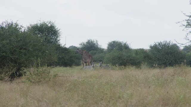 Zebras and Giraffes in the Wild in Kenya