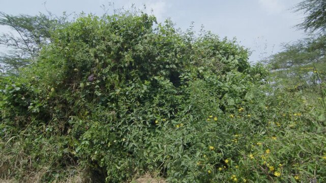 Butterfly in a Bush, Flowers 4