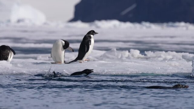 Penguins Swimming and Jumping From Floating Ice, Sunny Day on Antarctica 60fps