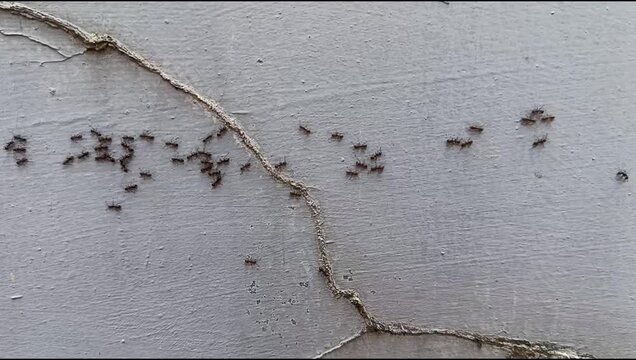 ant colony walking on the wall	