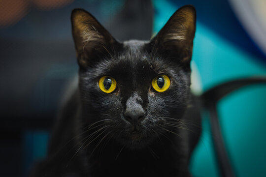 Gato negro