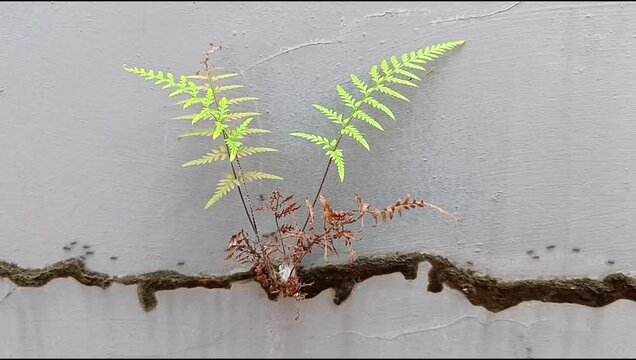 ant colony walking on the wall	
