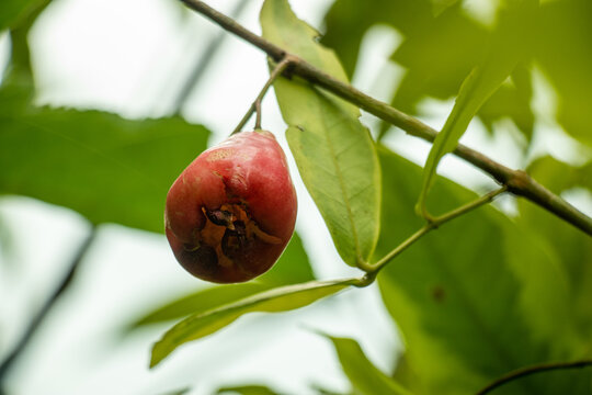 Red wax apple fruit hangs on tree branch in tropical orchard.