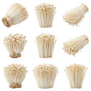 Collection of fresh enoki mushrooms in multiple bundles, raw golden needle mushroom set for culinary design, isolated on transparent background.
