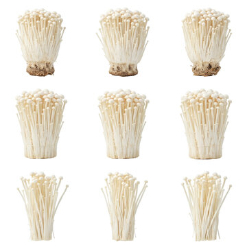 Fresh raw enoki mushroom clusters in various arrangements isolated on a transparent background for culinary design.