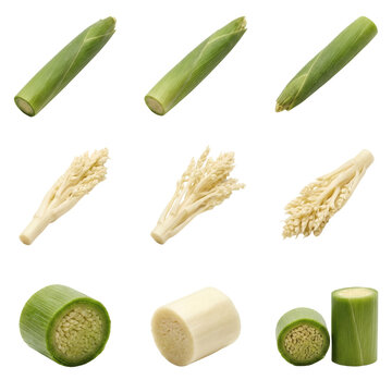 Professional set of Saccharum edule or Terubuk shoots including peeled inflorescence and sliced cross-sections, isolated on a transparent background for botanical and culinary design.