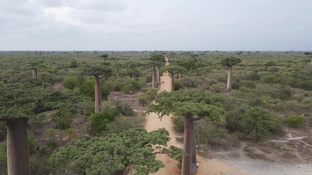 Drone shot of Baobab Avenue in Morondava, Madagascar