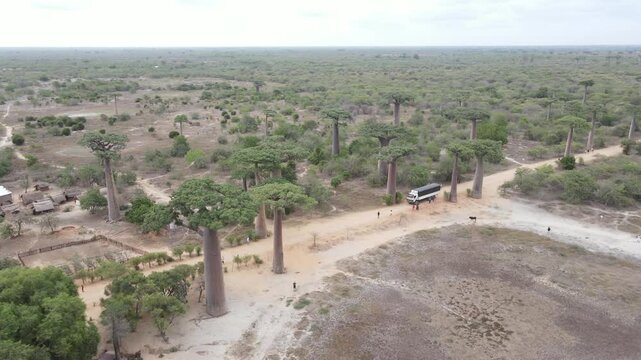 Wide view of Baobab Avenue in Morondava, Madagascar