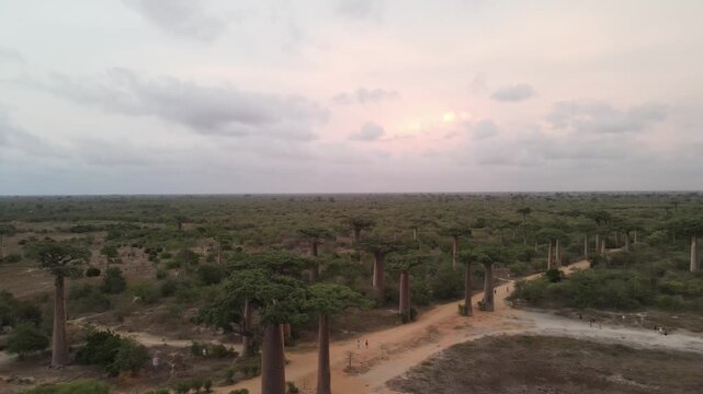 Drone wide shot of Baobab Avenue in Morondava, Madagascar