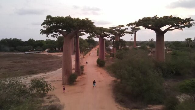Drone shot of people walking in Baobab Avenue in Morondava, Madagascar