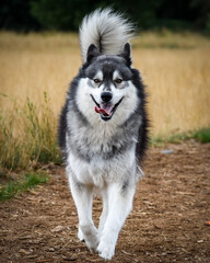 siberian husky dog © Meijicraft