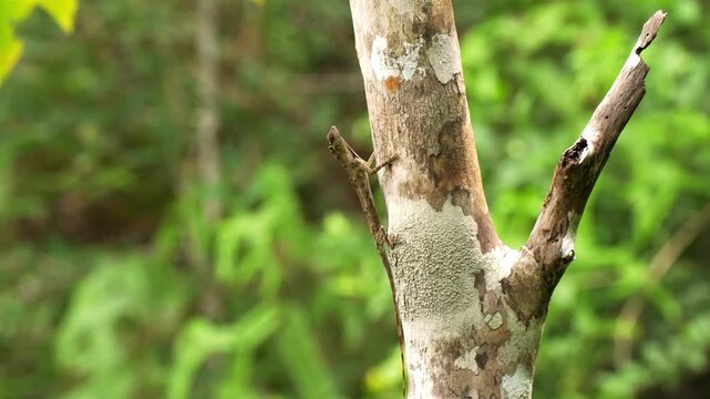 Macro static shot showing the full slender body and long tail of a Draco gliding lizard resting vertically against the textured surface of a large tree.