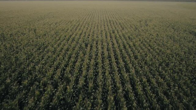Drone view reveals patchwork farmland stretching toward the horizon beneath a colorful morning sky.